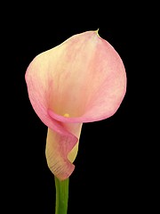 Image showing Calla Lily Pink