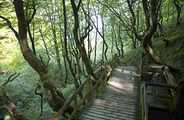 Image showing Walkway in the forest