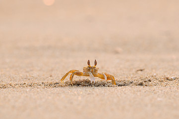 Image showing Fiddler Crab