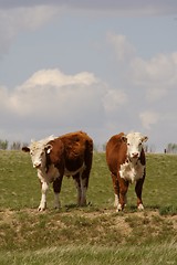 Image showing Two Cows