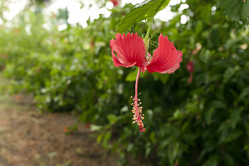 Image showing Hibiscus