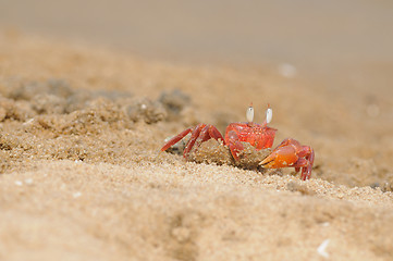 Image showing Fiddler Crab