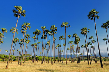 Image showing Palm Trees