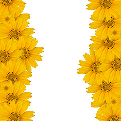 Image showing Flower background