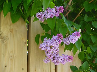 Image showing Fence & Lilacs