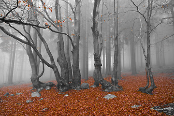 Image showing misty forest