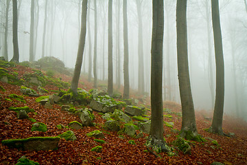 Image showing misty forest