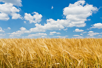 Image showing agriculture landscape