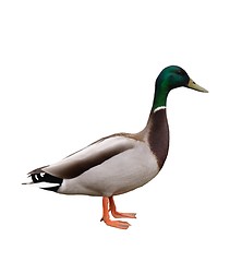 Image showing Duck Isolated