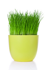 Image showing grass in flowerpot