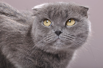 Image showing fold ear Scottish cat