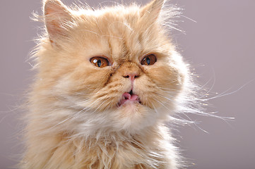 Image showing red Persian cat with his tongue out