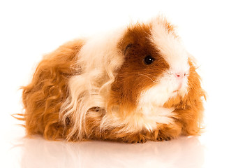 Image showing long hair guinea pig