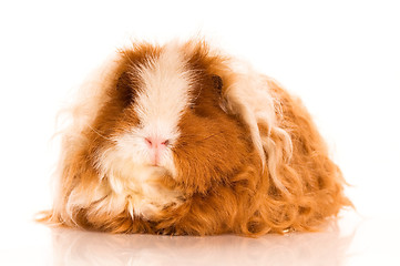 Image showing long hair guinea pig