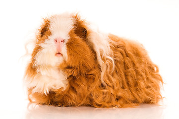 Image showing long hair guinea pig