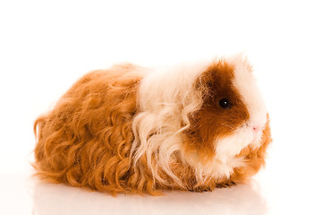 Image showing long hair guinea pig