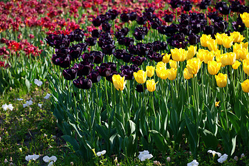Image showing Yellow and vinous tulips