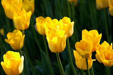 Image showing Yellow tulips close-up