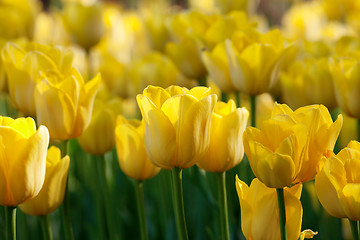 Image showing Yellow tulips