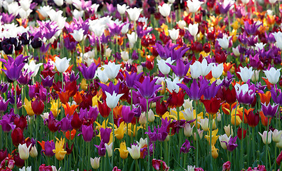 Image showing Multicolor tulips background