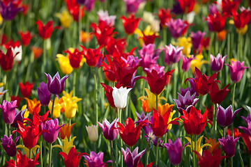 Image showing Multicolor tulips background