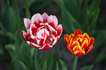 Image showing Two tulip buds close-up