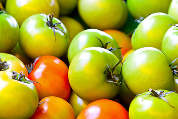 Image showing Green tomatoes