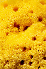 Image showing Sponge pattern