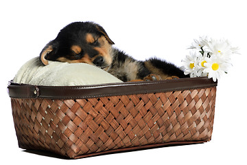 Image showing Sleeping Puppy