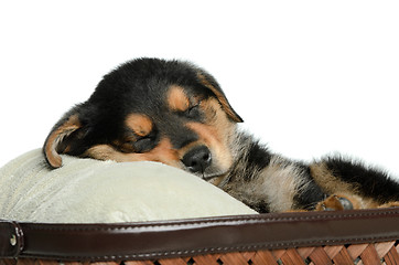 Image showing Tired Puppy