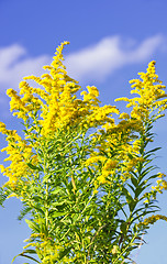 Image showing Goldenrod plant