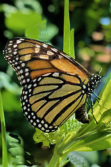 Image showing Monarch Butterfly laying eggs