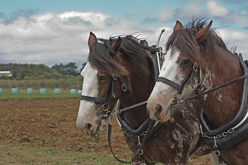 Image showing A pair of horses