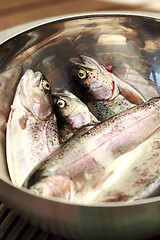 Image showing Trouts