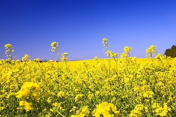 Image showing Blossoming rape