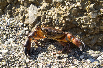 Image showing Crab on the pebbles