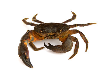 Image showing Crab on white background