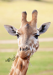 Image showing african giraffe up close