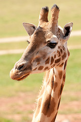 Image showing african giraffe up close