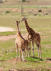 Image showing african giraffe up close