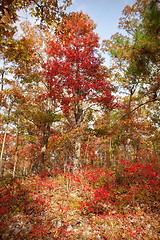 Image showing red tree in autumn forest