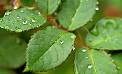 Image showing water drops on leaves