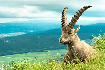 Image showing Wild animal (goat) against mountains