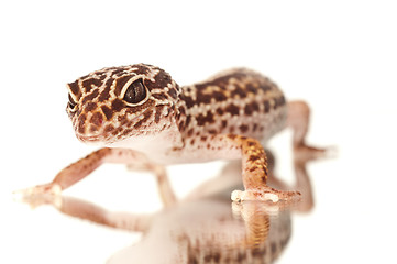 Image showing Gecko with reflection on white