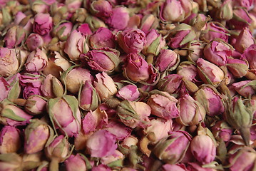 Image showing Rose buds