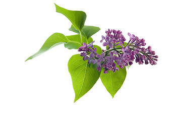 Image showing Bouquet of a lilac