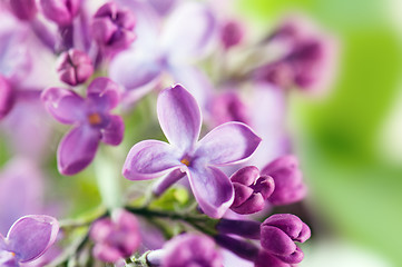 Image showing Bouquet of a lilac