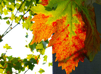 Image showing Autumn grape leaf
