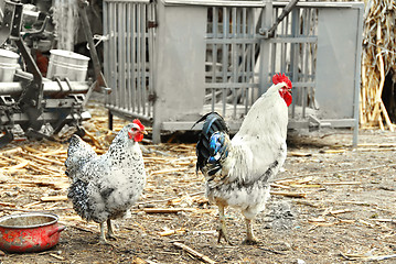 Image showing Hens in rustic farm yard