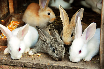 Image showing Bunny Rabbits family